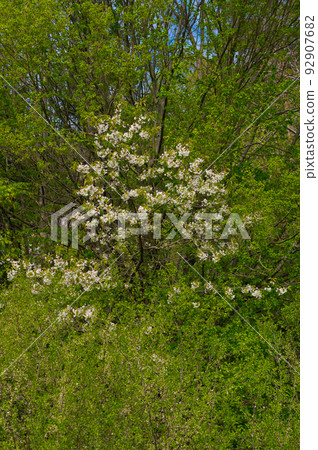 Wild cherry. A fruit tree that grows among wild vegetation. 92907682