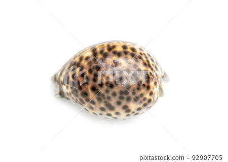 Image of tiger cowrie (Cypraea tigris) on a white background. Undersea Animals. Sea shells. Image of tiger cowrie (Cypraea tigris) on a white background. Undersea Animals. Sea shells. 92907705