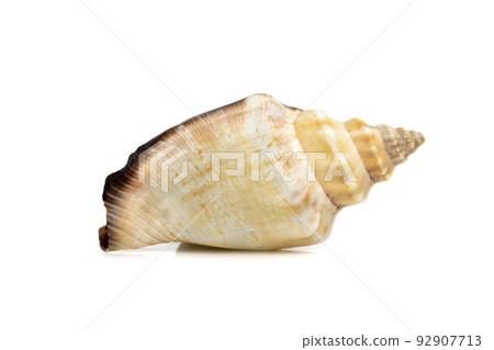 Image of sea shell strombus urceus, canarium urceus on a white background. Sea shells. Undersea Animals. Image of sea shell strombus urceus, canarium urceus on a white background. Sea shells. Undersea Animals. 92907713