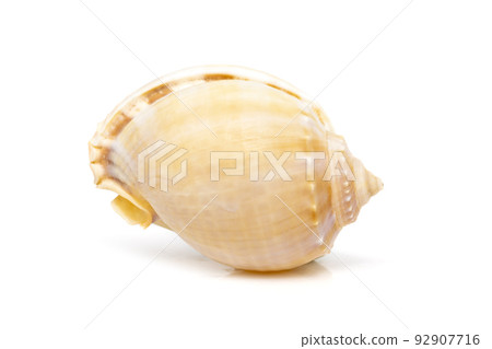 Image of grey bonnet (Phalium glaucum) seashells on a white background. Undersea Animals. Sea Shells. 92907716