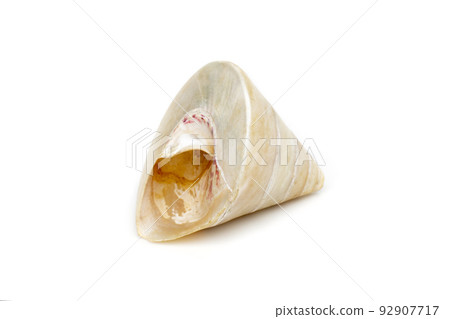 Image of pearl trochus seashells on a white background. Undersea Animals. Sea Shells. 92907717