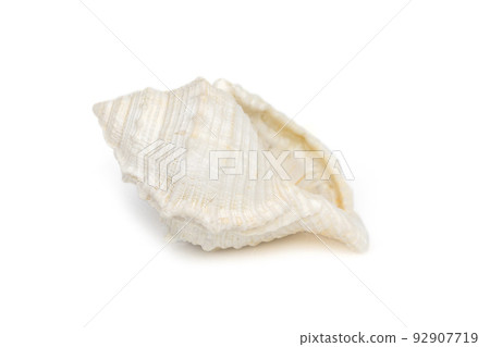 Image of white conch seashells on a white background. Undersea Animals. Sea Shells. Image of white conch seashells on a white background. Undersea Animals. Sea Shells. 92907719