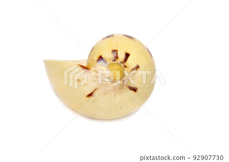 Image of seashells melo melo on a white background. Undersea Animals. Sea Shells. Image of seashells melo melo on a white background. Undersea Animals. Sea Shells. 92907730