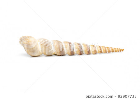 Image of pointed cone shell (Terebridae) on a white background. Undersea Animals. Sea Shells. Image of pointed cone shell (Terebridae) on a white background. Undersea Animals. Sea Shells. 92907735