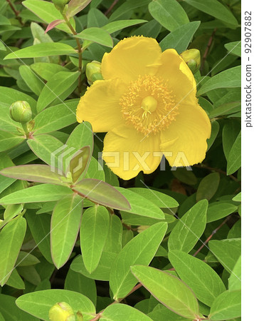 Spring Blooming Tairin Kinshibai Spring Blooming Tairin Kinshibai 92907882