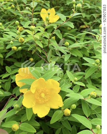 Spring Blooming Tairin Kinshibai 92907883