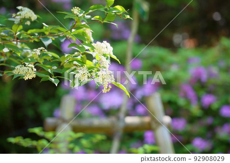 Kamatsuka的花朵 Kamatsuka的花朵 92908029