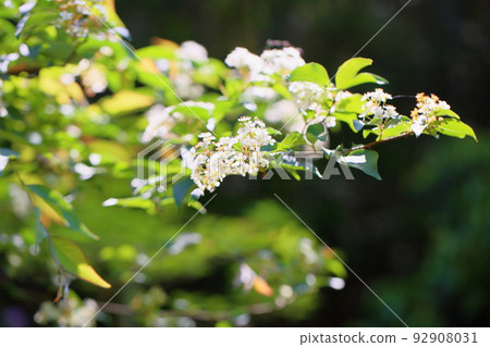 Kamatsuka的花朵 Kamatsuka的花朵 92908031