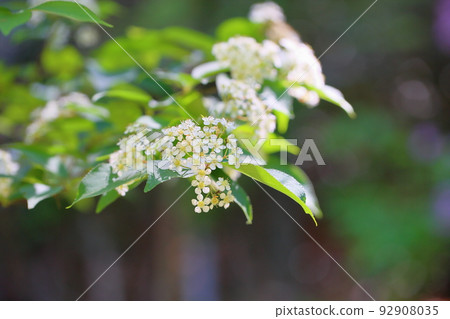 Kamatsuka的花朵 Kamatsuka的花朵 92908035