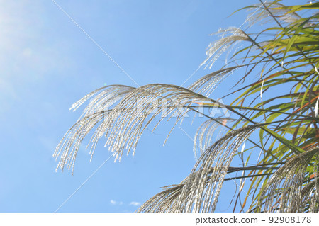 Susuki藍天 92908178