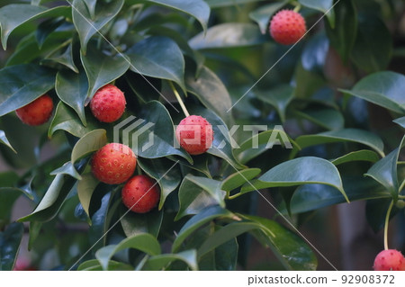 Fruit of Yamabote 92908372