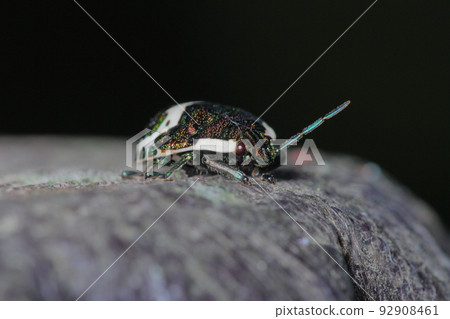Red stink bug last instar larva Red stink bug last instar larva 92908461