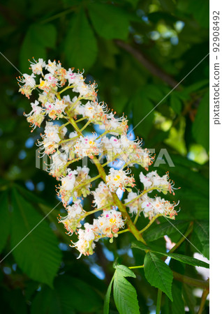 Chestnut tree in bloom in spring. Close-up view of chestnut flowers. 92908492
