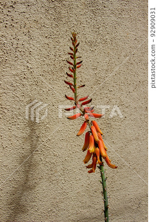 Aloe Vera Flowers and Buds Aloe Vera Flowers and Buds 92909031