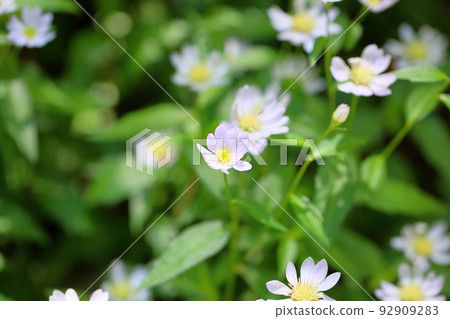 Flowers of Miyamayomeena Flowers of Miyamayomeena 92909283