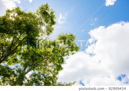 Summer sunshine 92909434