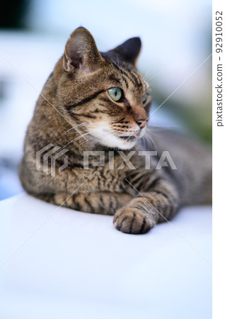 Photo of a tabby cat on a car Old lens 92910052