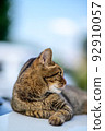 Photo of a tabby cat on a car Old lens 92910057