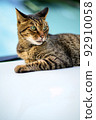Photo of a tabby cat on a car Old lens 92910058