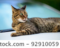 Photo of a tabby cat on a car Old lens 92910059
