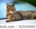Photo of a tabby cat on a car Old lens 92910060