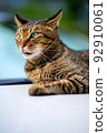Photo of a tabby cat on a car Old lens 92910061