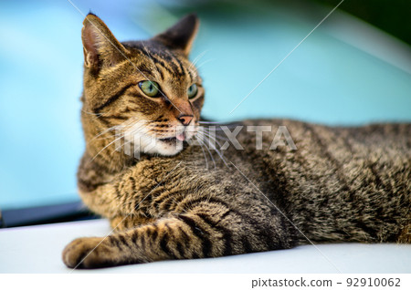 Photo of a tabby cat on a car Old lens 92910062