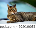 Photo of a tabby cat on a car Old lens 92910063