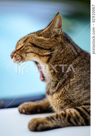 Photo of a tabby cat on a car Old lens 92910067