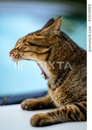 Photo of a tabby cat on a car Old lens 92910068