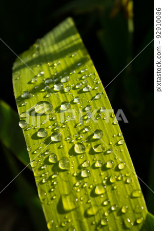 A close-up view of a plant leaf that is covered by drops of rainwater. This plant is called Iris. A close-up view of a plant leaf that is covered by drops of rainwater. This plant is called Iris. 92910086
