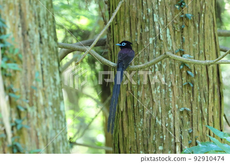 Male paradise flycatcher _ end of branch Male paradise flycatcher _ end of branch 92910474