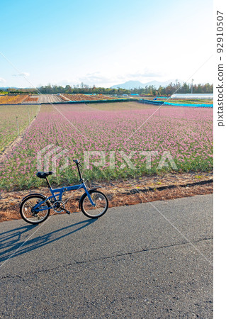 Rakkyo Flower / Cycling Image (Hokuei Town, Tottori Prefecture) Rakkyo Flower / Cycling Image (Hokuei Town, Tottori Prefecture) 92910507