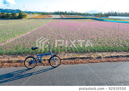 Rakkyo Flower / Cycling Image (Hokuei Town, Tottori Prefecture) 92910508