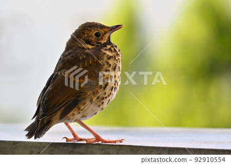 Beautiful detail and baby bird (Turdus Linnaeus) Beautiful detail and baby bird (Turdus Linnaeus) 92910554