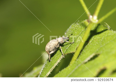 Cashews Cut Butterflies 92910674
