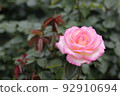 Rose of pink 92910694