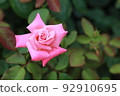 dark pink roses 92910695