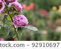 purple rose 92910697