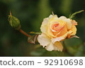 Yellow rose 92910698