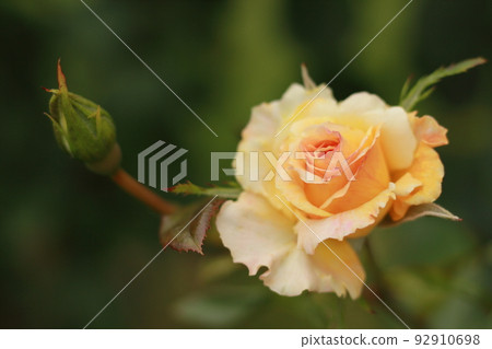 Yellow rose 92910698