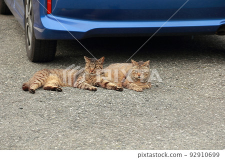 cat always with you 92910699