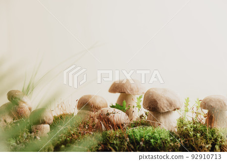 Composition with boletus edulis mushrooms stand on green moss or grass Composition with boletus edulis mushrooms stand on green moss or grass 92910713