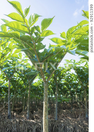 Midsummer blue sky and real konjac field Midsummer blue sky and real konjac field 92911399
