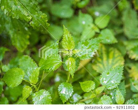 The nettle, Urtica dioica, with green leaves grows in natural thickets, wet after rain. Medicinal wild plant nettle. Nettle grass with fluffy green leaves. The nettle, Urtica dioica, with green leaves grows in natural thickets, wet after rain. Medicinal wild plant nettle. Nettle grass with fluffy green leaves. 92911802