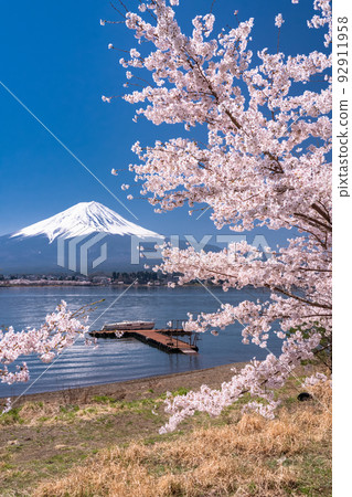 “山梨縣”富士山和櫻花盛開,河口湖 “山梨縣”富士山和櫻花盛開,河口湖 92911958