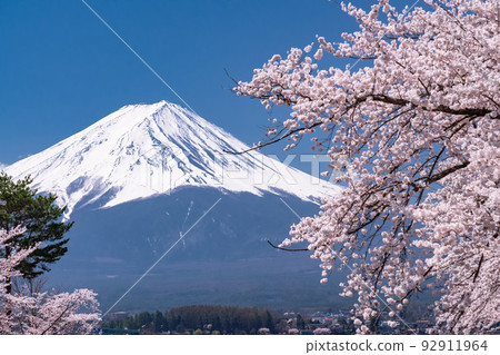 "Yamanashi Prefecture" Mt. Fuji and cherry blossoms in full bloom, Lake Kawaguchi 92911964