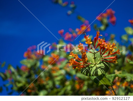Flowers and nature in the morning Still bright This flower is Lonicera caprifoliumhe sky is clear Flowers and nature in the morning Still bright This flower is Lonicera caprifoliumhe sky is clear 92912127
