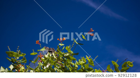 Flowers and nature in the morning Still bright This flower is Lonicera caprifoliumhe sky is clear 92912128