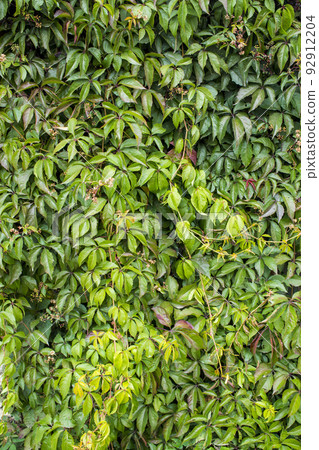 Parthenocissus quinquefolia, known as Virginia creeper, Victoria creeper, five-leaved ivy. Green foliage. Natural background. 92912204